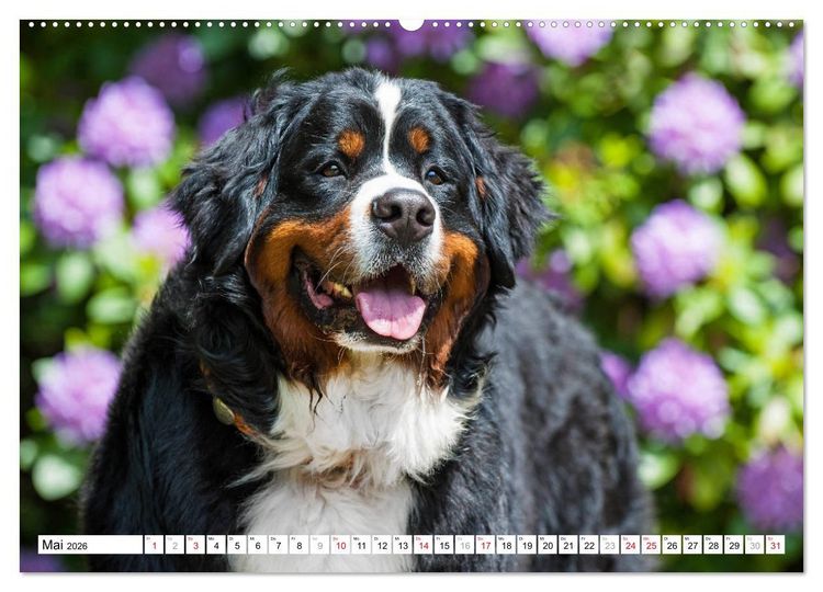 Produktbild: Ein Herz auf 4 Pfoten - Berner Sennenhund (hochwertiger Premium Wandkalender 2026 DIN A2 quer), Kunstdruck in Hochglanz