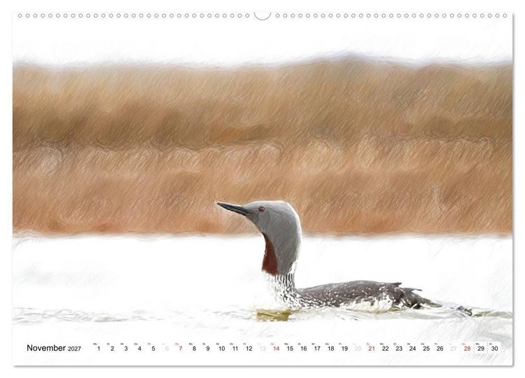 Produktbild: Schottlands Vogelwelt - Ein Portr&auml;t in Zeichnungen (hochwertiger Premium Wandkalender 2027 DIN A2 quer), Kunstdruck in Hochglanz