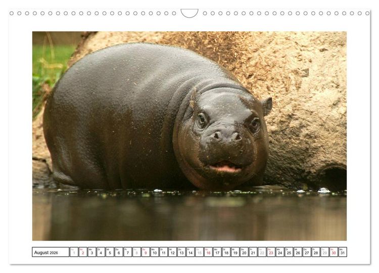 Produktbild: Kleine Schelme - Tierbabys (Wandkalender 2026 DIN A3 quer), CALVENDO Monatskalender
