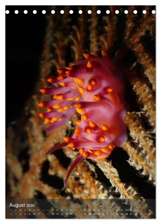 Produktbild: Nudibranches Meeresnacktschnecken aus Nord-Sulawesi (Tischkalender 2026 DIN A5 hoch), CALVENDO Monatskalender