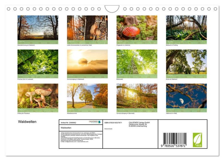 Produktbild: Waldwelten (Wandkalender 2026 DIN A4 quer), CALVENDO Monatskalender