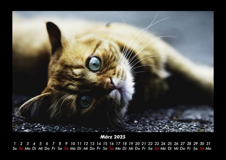 Produktbild: Katzen 2025 Fotokalender DIN A3
