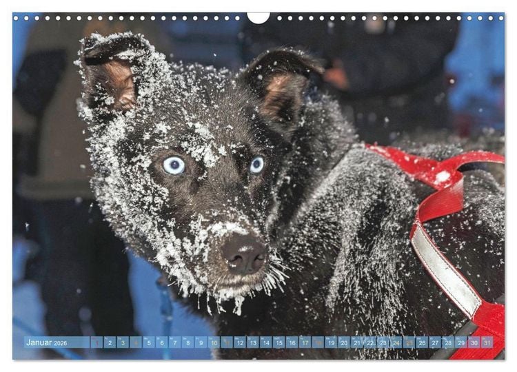 Produktbild: Schlittenhunderennen: Rasantes Schneetreiben (Wandkalender 2026 DIN A3 quer), CALVENDO Monatskalender