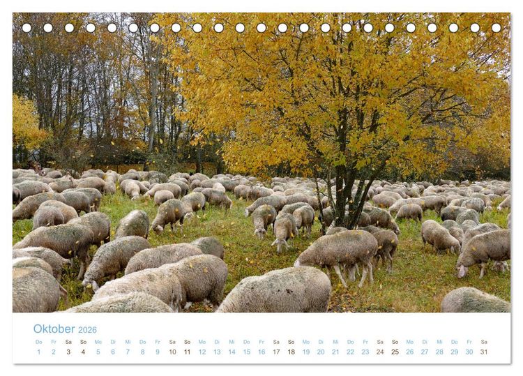 Produktbild: Mit Schafen durch das Jahr (Tischkalender 2026 DIN A5 quer), CALVENDO Monatskalender