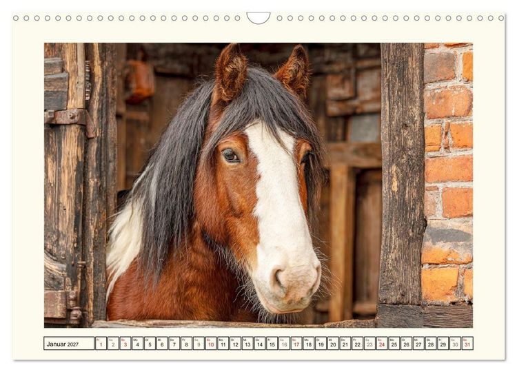 Produktbild: Irish Tinker Liebe. Der robuste Charme der Gypsy Cobs (Wandkalender 2027 DIN A3 quer), CALVENDO Monatskalender