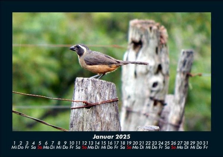 Produktbild: Welt der V&ouml;gel 2025 Fotokalender DIN A5