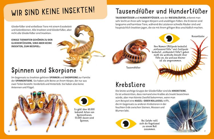 Produktbild: Top Ten die seltsamsten Insekten