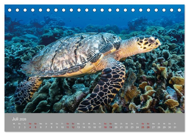 Produktbild: Karibische Meeresschildkr&ouml;ten (Tischkalender 2026 DIN A5 quer), CALVENDO Monatskalender