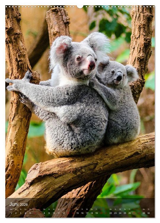 Produktbild: Koalas auf den Pelz ger&uuml;ckt (hochwertiger Premium Wandkalender 2026 DIN A2 hoch), Kunstdruck in Hochglanz