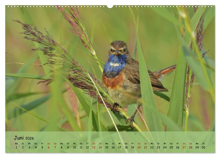 Produktbild: Faszination Zugv&ouml;gel - Rekorde in der Vogelwelt (Wandkalender 2026 DIN A2 quer), CALVENDO Monatskalender