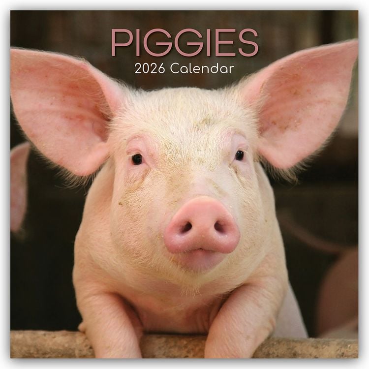 Produktbild: Piggies – Ferkel Schweine 2026 – 16-Monatskalender