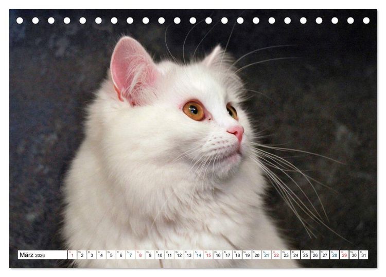Produktbild: Die Perserkatze - Farbschlag Wei&szlig; (Tischkalender 2026 DIN A5 quer), CALVENDO Monatskalender