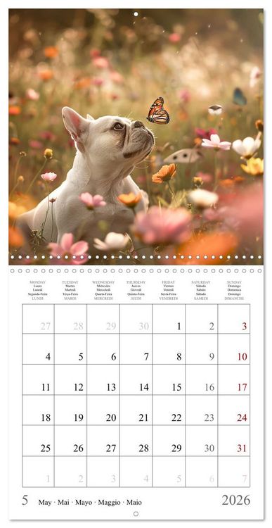 Produktbild: French Bulldogs (Wall Calendar 2026 12 &times; 12 Inch) CALVENDO 12 Month Wall Calendar