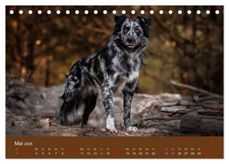 Produktbild: Australian Shepherd - Vielfalt in einer Rasse (Tischkalender 2026 DIN A5 quer), CALVENDO Monatskalender