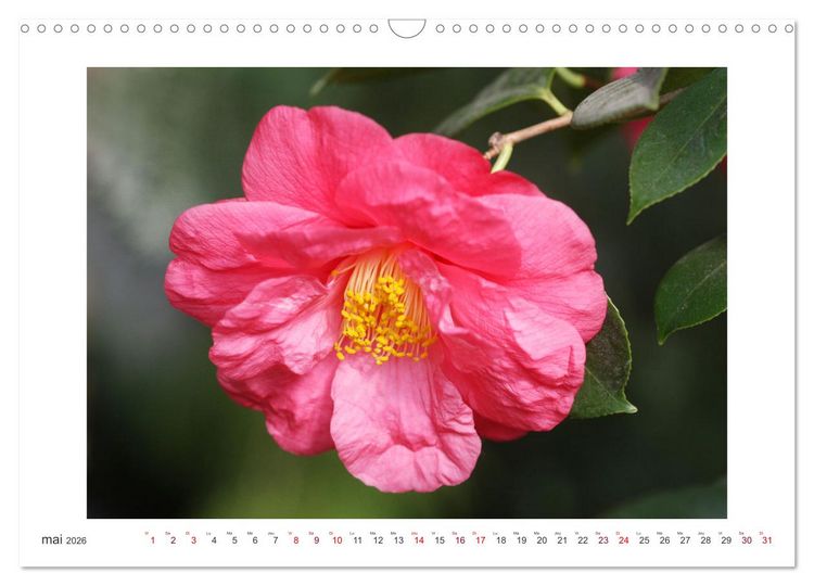 Produktbild: Cam&eacute;lias mystiques (Calendrier mural 2026 DIN A3 vertical), CALVENDO calendrier mensuel