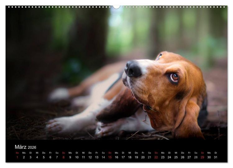 Produktbild: Der Basset, eine LANGE und besondere Liebe (Wandkalender 2026 DIN A2 quer), CALVENDO Monatskalender