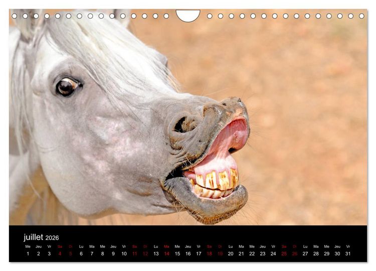 Produktbild: Les chevaux du Maroc (Calendrier mural 2026 DIN A4 vertical), CALVENDO calendrier mensuel