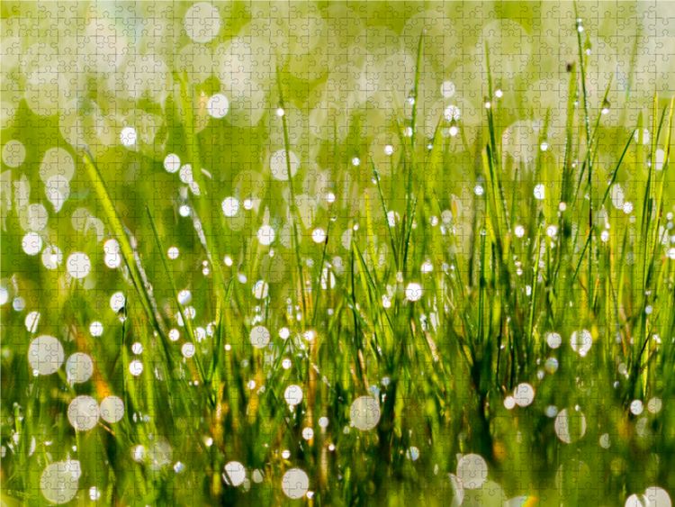 Produktbild: CALVENDO Puzzle Wiese mit Morgentau | 1000 Teile Lege-Gr&ouml;&szlig;e 64x48cm Foto-Puzzle f&uuml;r gl&uuml;ckliche Stunden