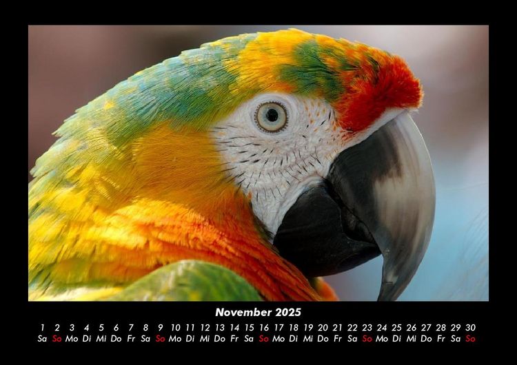 Produktbild: Vogelparadies 2025 Fotokalender DIN A3
