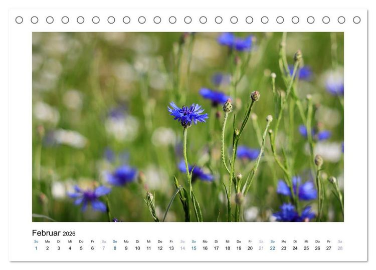 Produktbild: Kornblumen - Blaue Sch&ouml;nheiten (Tischkalender 2026 DIN A5 quer), CALVENDO Monatskalender