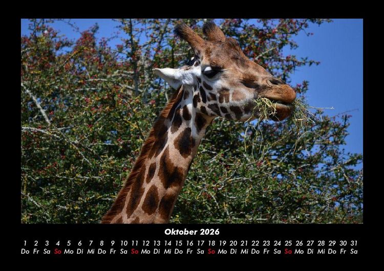 Produktbild: Giraffen 2026 Fotokalender DIN A3