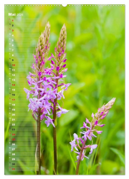 Produktbild: Auf der Suche nach Orchideen in Deutschland (hochwertiger Premium Wandkalender 2026 DIN A2 hoch), Kunstdruck in Hochglanz