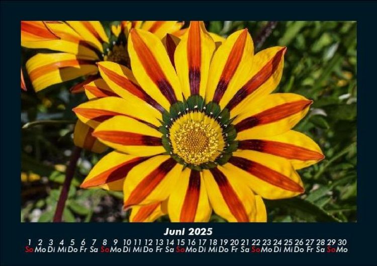 Produktbild: Blumenzauber 2025 Fotokalender DIN A5