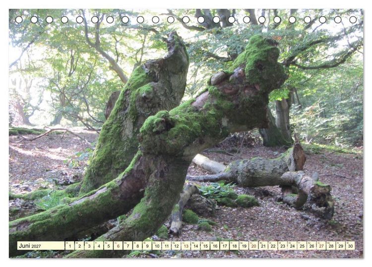 Produktbild: Zauberhaftes, die Natur als K&uuml;nstler (Tischkalender 2027 DIN A5 quer), CALVENDO Monatskalender