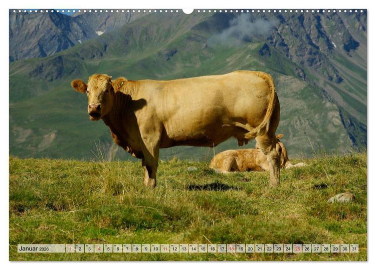 Produktbild: Gl&uuml;ckliche K&uuml;he auf saftigen Wiesen (Wandkalender 2026 DIN A2 quer), CALVENDO Monatskalender