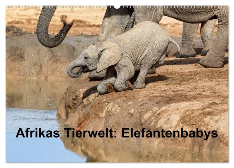 Produktbild: Afrikas Tierwelt: Elefantenbabys (Wandkalender 2026 DIN A2 quer), CALVENDO Monatskalender