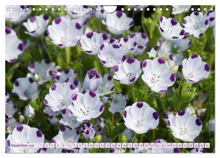 Produktbild: Wundersch&ouml;ne Wildblumen (Wandkalender 2026 DIN A4 quer), CALVENDO Monatskalender