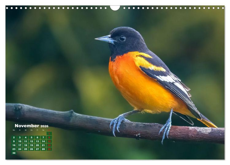 Produktbild: Tropische V&ouml;gel Costa Ricas (Wandkalender 2026 DIN A3 quer), CALVENDO Monatskalender