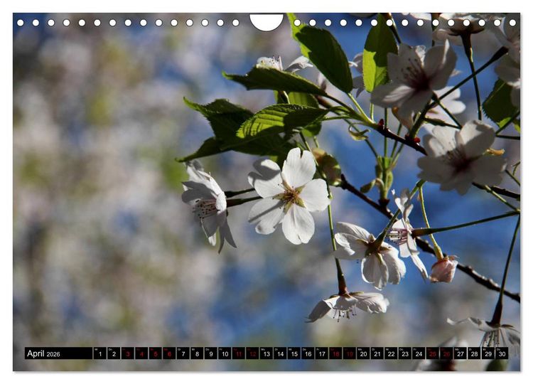 Produktbild: Japan - Details (Wandkalender 2026 DIN A4 quer), CALVENDO Monatskalender