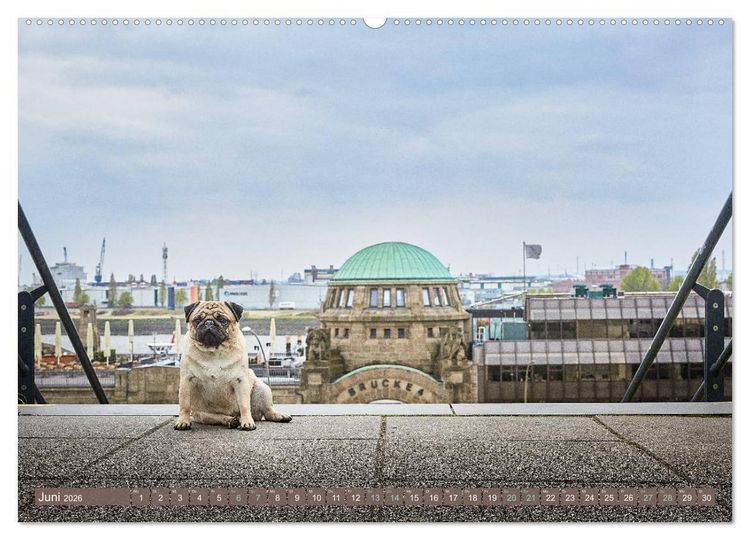 Produktbild: Hamburg - Stadt der M&ouml;pse (hochwertiger Premium Wandkalender 2026 DIN A2 quer), Kunstdruck in Hochglanz