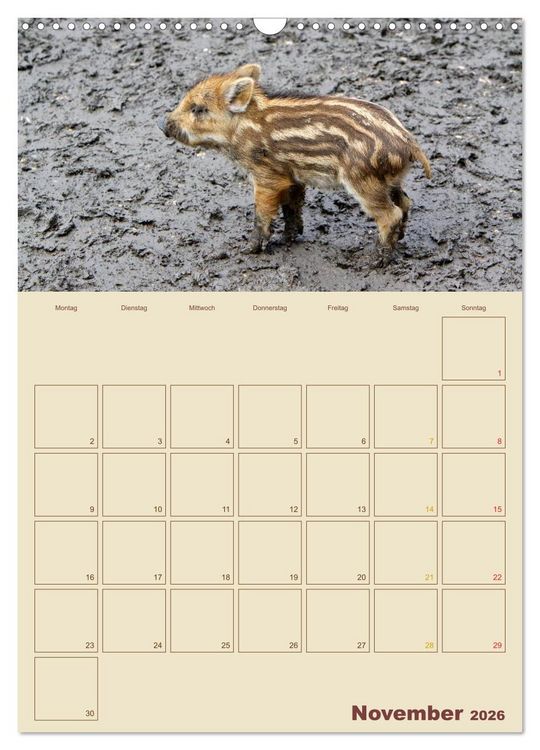 Produktbild: Wildschweine (Wandkalender 2026 DIN A3 hoch), CALVENDO Monatskalender