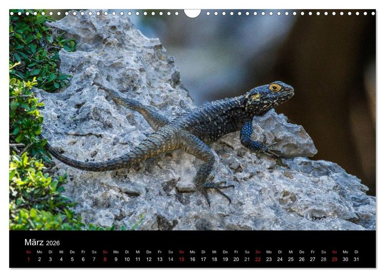 Produktbild: Reptilienkalender 2026 (Wandkalender 2026 DIN A3 quer), CALVENDO Monatskalender