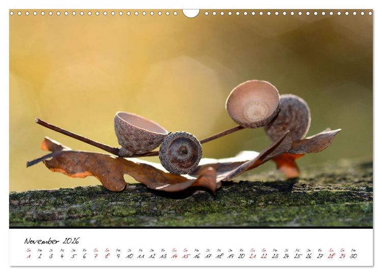 Produktbild: Sch&ouml;nheiten in freier Natur (Wandkalender 2026 DIN A3 quer), CALVENDO Monatskalender