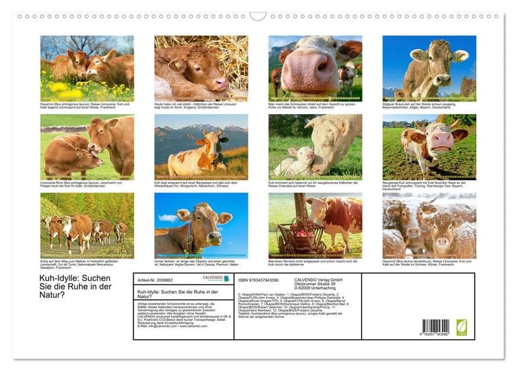 Produktbild: Kuh-Idylle: Suchen Sie die Ruhe in der Natur? (Wandkalender 2026 DIN A2 quer), CALVENDO Monatskalender