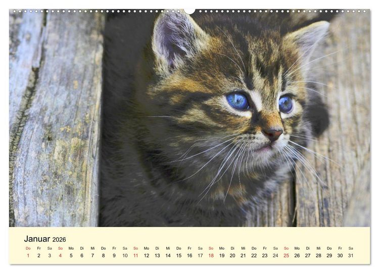 Produktbild: Putzige Katzenkinder. Drollige K&auml;tzchen entdecken die Welt! (Wandkalender 2026 DIN A2 quer), CALVENDO Monatskalender