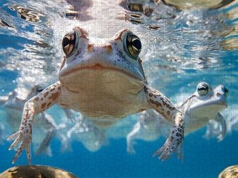 Produktbild: CALVENDO Puzzle Der Froschk&ouml;nig | 1000 Teile Lege-Gr&ouml;&szlig;e 64x48cm Foto-Puzzle f&uuml;r gl&uuml;ckliche Stunden