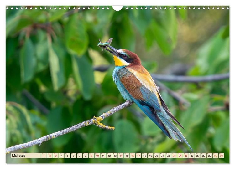 Produktbild: Unsere Vogelvielfalt: Ein Schatz zum Entdecken und Sch&uuml;tzen (Wandkalender 2026 DIN A3 quer), CALVENDO Monatskalender