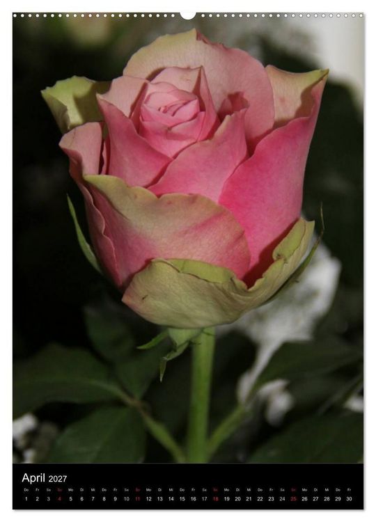 Produktbild: Zauberhafte Rosen (hochwertiger Premium Wandkalender 2027 DIN A2 hoch), Kunstdruck in Hochglanz