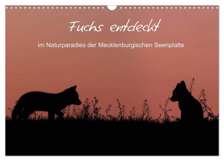Produktbild: Fuchs entdeckt - im Naturparadies der Mecklenburgischen Seenplatte (Wandkalender 2026 DIN A3 quer), CALVENDO Monatskalender