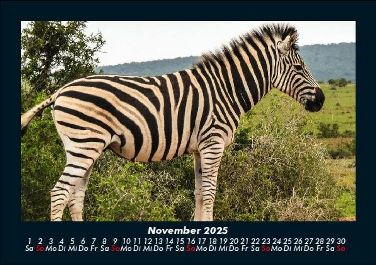 Produktbild: Zebrazauber 2025 Fotokalender DIN A5
