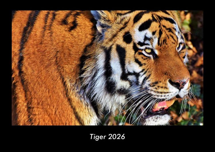 Produktbild: Tiger 2026 Fotokalender DIN A3