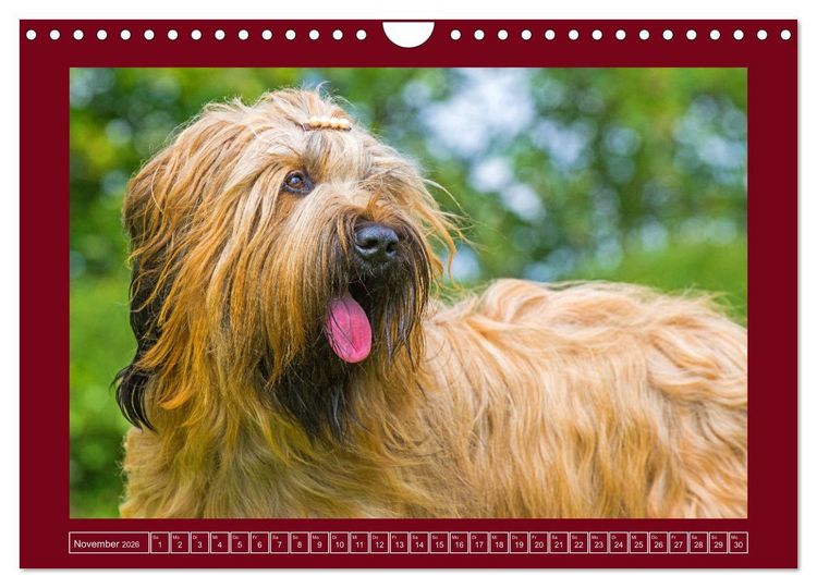 Produktbild: Herz auf vier Pfoten - Briard (Wandkalender 2026 DIN A4 quer), CALVENDO Monatskalender
