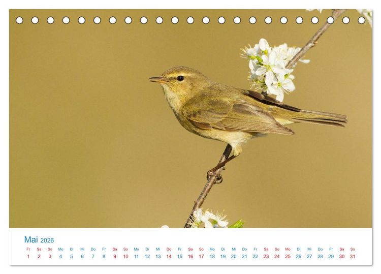 Produktbild: Singv&ouml;gel - 12 Arten im Garten (Tischkalender 2026 DIN A5 quer), CALVENDO Monatskalender