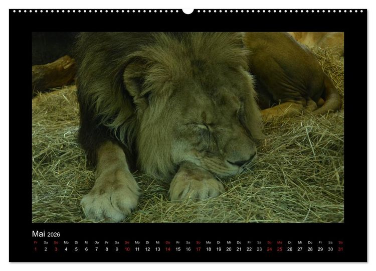 Produktbild: Bitte nicht st&ouml;ren... hier tr&auml;umen Tiere (Wandkalender 2026 DIN A2 quer), CALVENDO Monatskalender