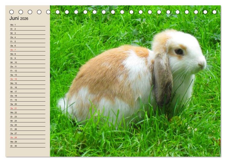 Produktbild: Kaninchen und Hasen (Tischkalender 2026 DIN A5 quer), CALVENDO Monatskalender