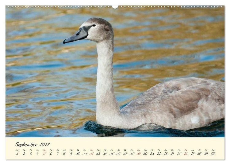 Produktbild: Vom K&uuml;ken zum stolzen Schwan (hochwertiger Premium Wandkalender 2027 DIN A2 quer), Kunstdruck in Hochglanz